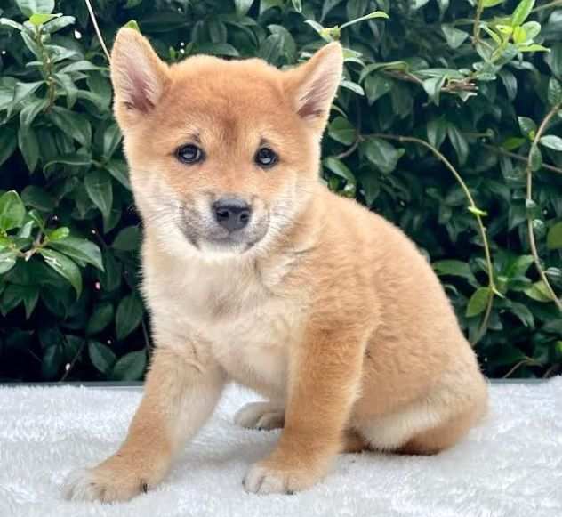 Shiba inu cuccioli da 60 euro al mese