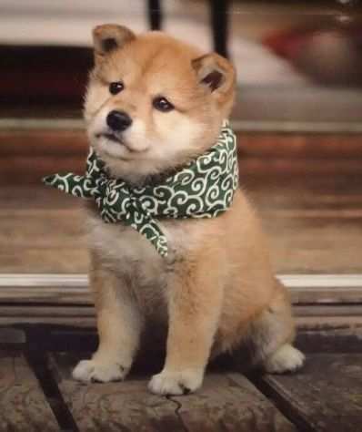 Shiba inu cuccioli giapponesi 60euro mese