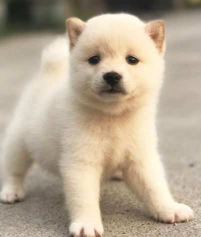 Shiba inu cuccioli giapponesi bianchi da 70 euro al mese