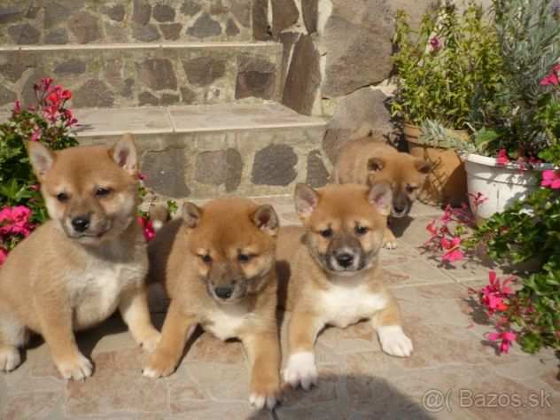 Shiba inu cuccioli giapponesi da 60 euro al mese