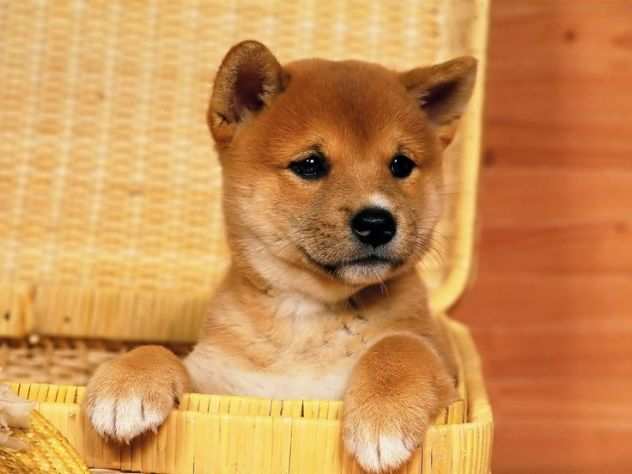 Shiba inu cuccioli giapponesi da 60 euro al mese