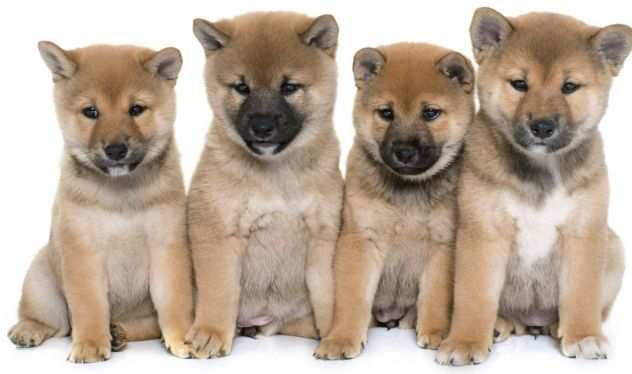 Shiba inu cuccioli giapponesi da 70 euro al mese