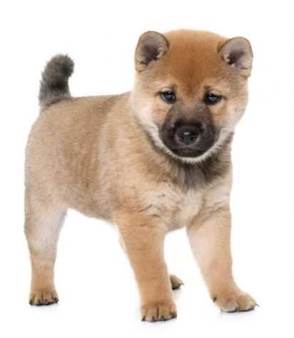 Shiba inu cuccioli giapponesi rossi da 70 euro al mese