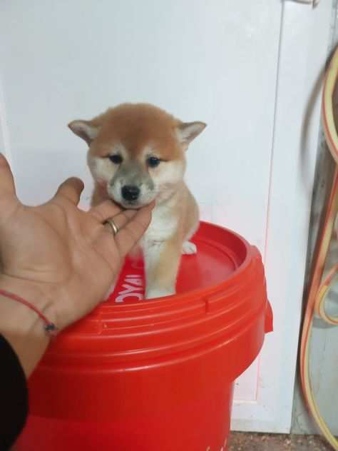 shiba inu fulvi sia con pedigree enci