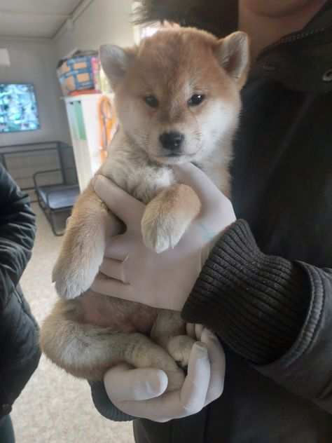 shiba inu fulvi sia con pedigree enci