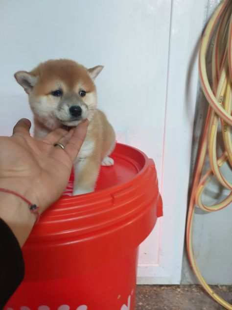 shiba inu fulvi sia con pedigree enci