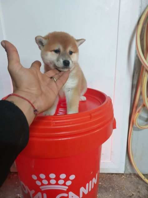 shiba inu fulvi sia con pedigree enci