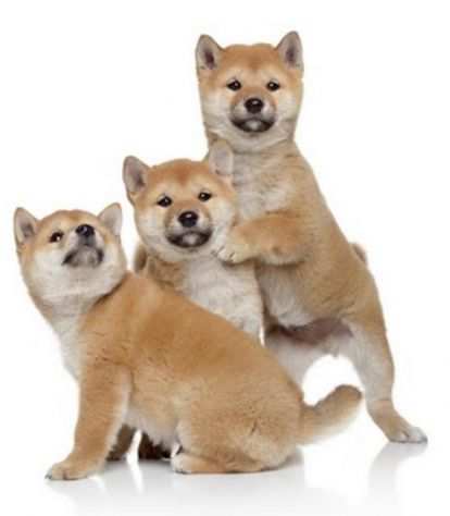 Shiba inu giapponesi cuccioli - pagamento rateale