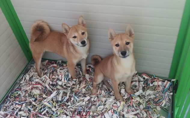 Shiba Inu maschietti