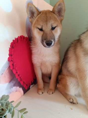 Shiba Inu maschietto