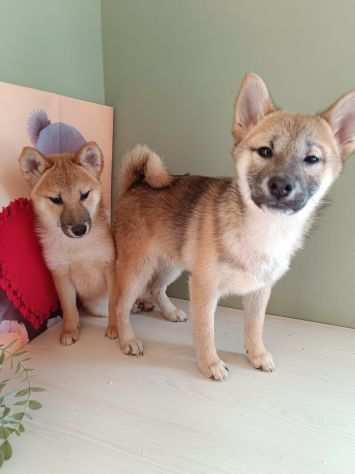 Shiba Inu maschietto