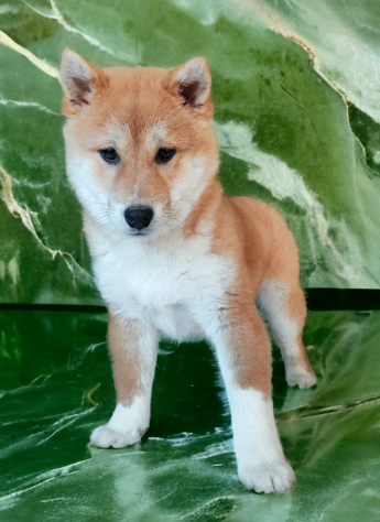 shiba inu - shiba