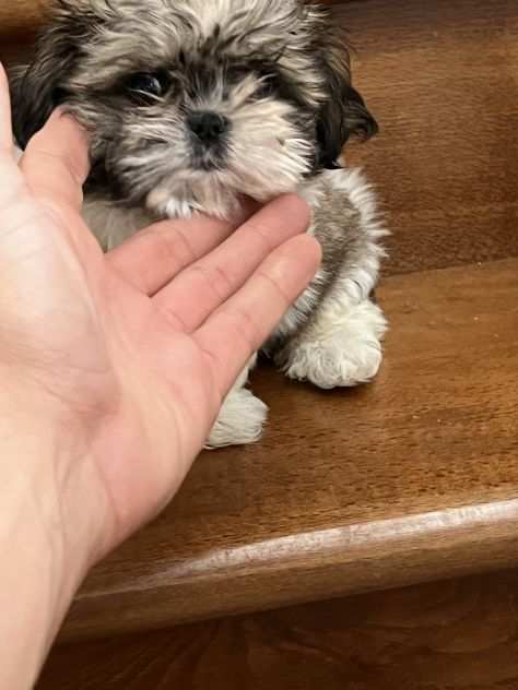 Shihtzu