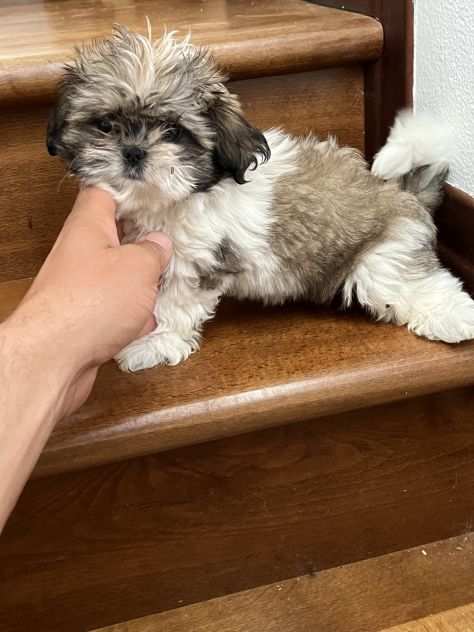 Shihtzu