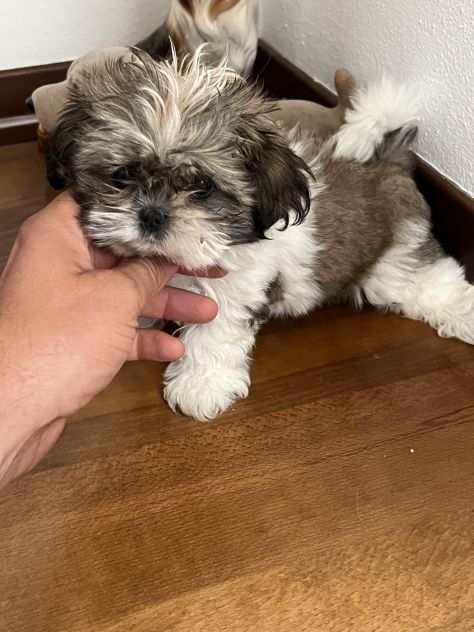 Shihtzu
