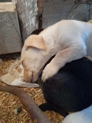 Shiro meraviglioso cucciolo