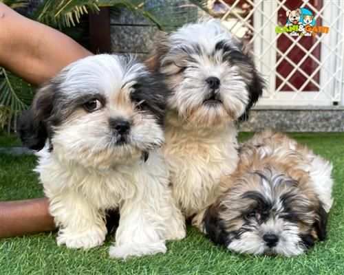 SHITZU amp SHIH-TZU CUCCIOLI