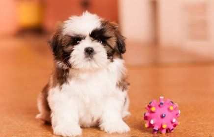 Shitzu amp Shih-tzu cuccioli da 70 euro al mese