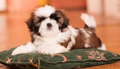 Shitzu amp Shih-tzu cuccioli da 70 euro al mese