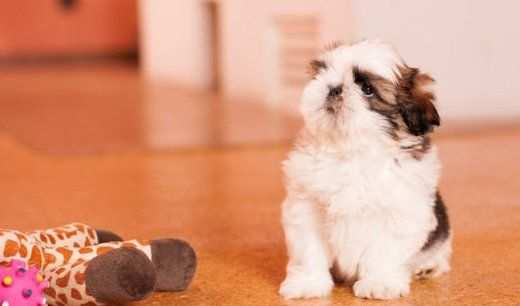 Shitzu amp Shih-tzu cuccioli da 70 euro al mese