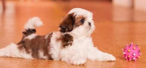 Shitzu amp Shih-tzu cuccioli da 70 euro al mese