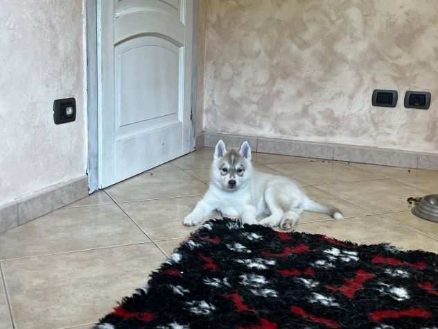 Siberian Husky