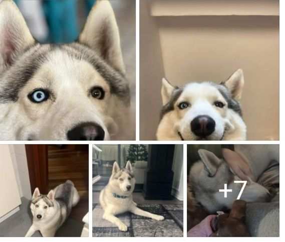 Siberian Husky 3anni CERCA NUOVA CASA MILANO