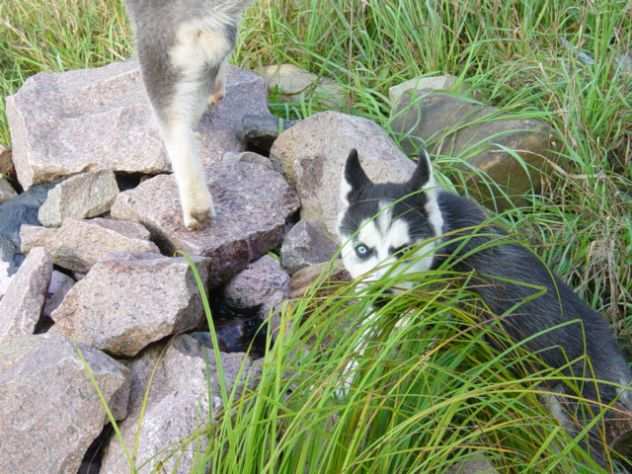 SIBERIAN HUSKY OCCHI COLOR GHIACCIO STUPENDI