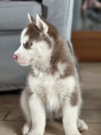 Siberian Husky Pedigree copper Un acquisto per salvare cani meno fortunati