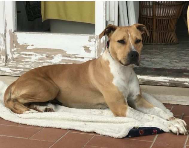 SIMBA AMSTAFF CERCA FAMIGLIA