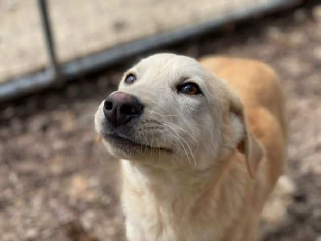 Simba l, un cucciolo che vorrebbe fare il cucciolo