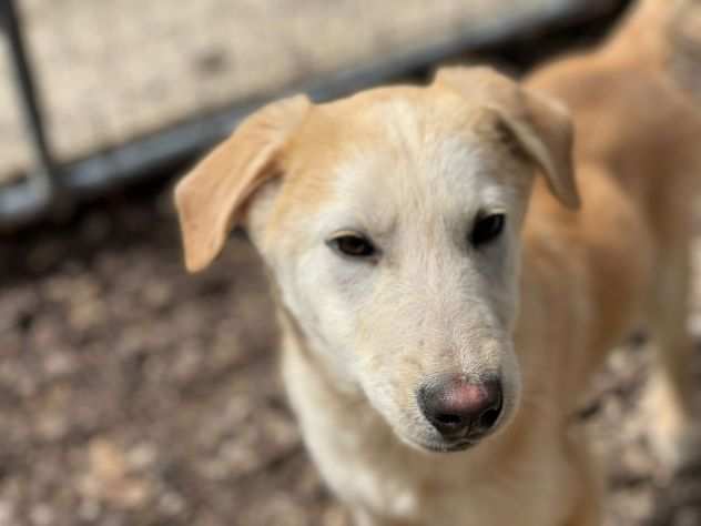 Simba, un cucciolo che vorrebbe fare il cucciolo