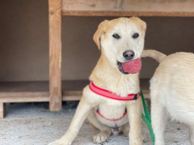 Simba, un cucciolo che vorrebbe fare il cucciolo