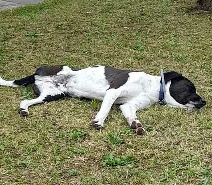 Simil Amstaff meraviglioso 3anni HA XSO 1ZAMPAADOZIONE DEL CUOREPIEMONTE