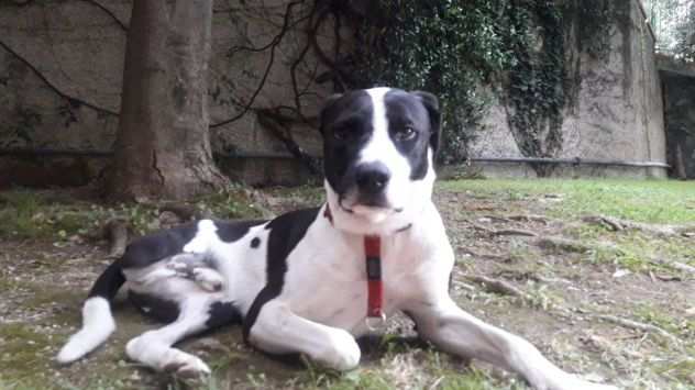 Simil Amstaff meraviglioso 3anni HA XSO 1ZAMPAADOZIONE DEL CUOREPIEMONTE