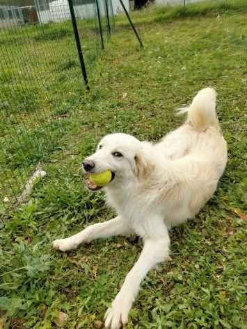 Simil border collie bianchi dolci e simpatici