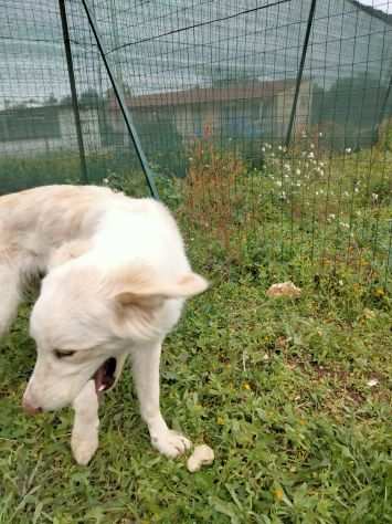 Simil border collie bianchi dolci e simpatici