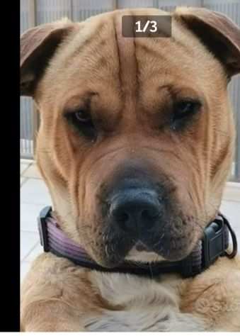 Simil Sharpei 2anni color miele RINUNCIA DI PROPRIETagrave SICILIA