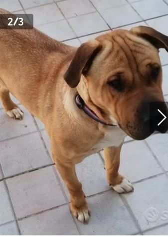 Simil Sharpei 3anni color miele RINUNCIA DI PROPRIETagrave SICILIA
