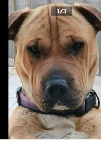 Simil Sharpei 3anni color miele RINUNCIA DI PROPRIETagrave SICILIA