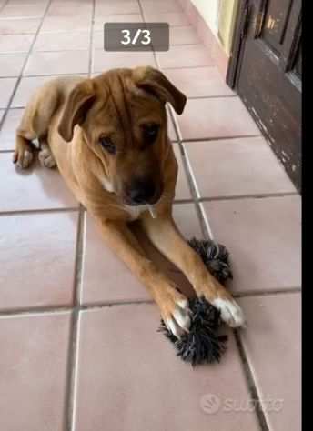 Simil Sharpei 3anni color miele RINUNCIA DI PROPRIETagrave SICILIA