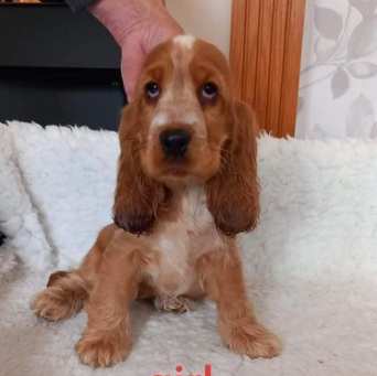 Simpatico Cocker spaniel Cuccioli