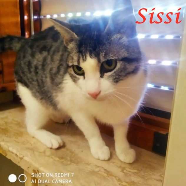 SISSI, adorabile micina in adozione