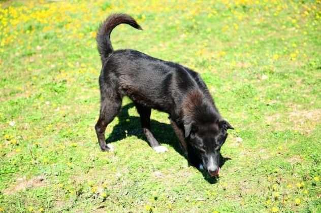 Sissi ama le coccole, correre e giocare con la palla