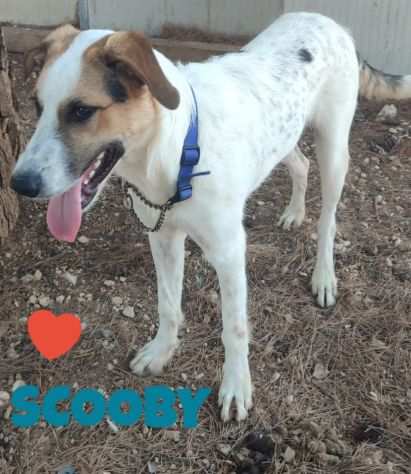 SKY E SCOOBY, 8 MESI, TAGLIA MEDIA, CERCANO CASA FROZA ADOTTATE, SALVATE VITE