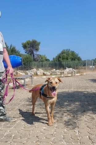 SOLE cucciolone simpaticissimo in adozione