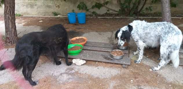 SOLE E LUNA CAGNOLINE IN CERCA DI CASA