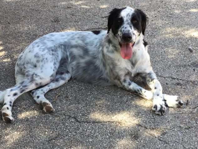 SOLE E LUNA CAGNOLINE IN CERCA DI CASA