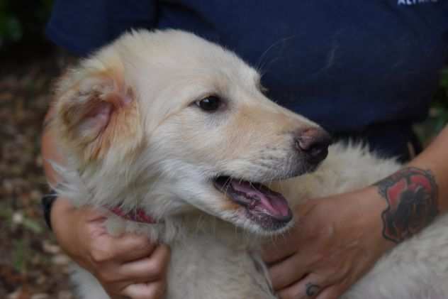 SORAIA - cucciolo taglia medio grande in adozione
