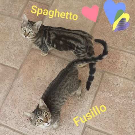 Spaghetto e Fusillo fratellini giocherelloni di 3 mesi